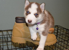 8 weeks 0ld husky1.jpg