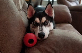 Female 3(8 months).jpg