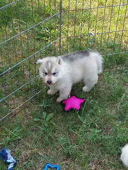 puppyhusky8.jpg