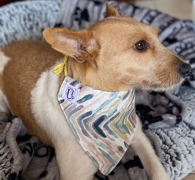 Thumbnail: Pet Bandana