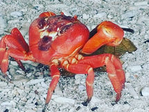 Post 15 A tale of drama, angels, and a nature lover’s paradise – Christmas Island.