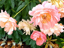 Scotland Part 9 Homeward bound