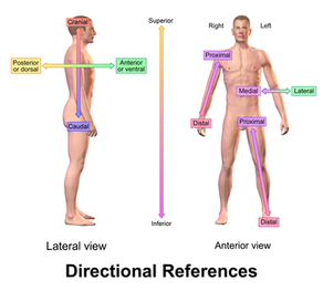 Introduction to Anatomical Terms and Organization of the Human Body