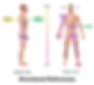 Introduction to Anatomical Terms and Organization of the Human Body