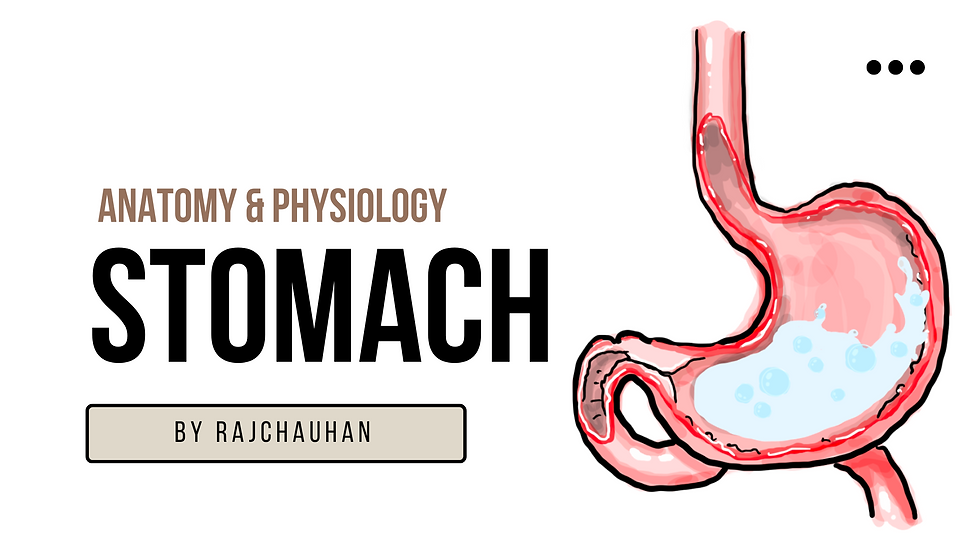 Stomach