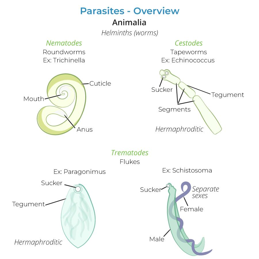 🦠 Parasites