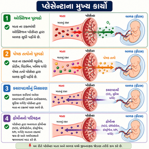 PLACENTA & PLACENTA CIRCULATION 