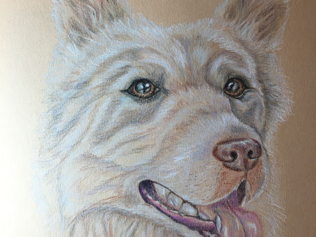 Meet Hali The Golden Mini Wolf