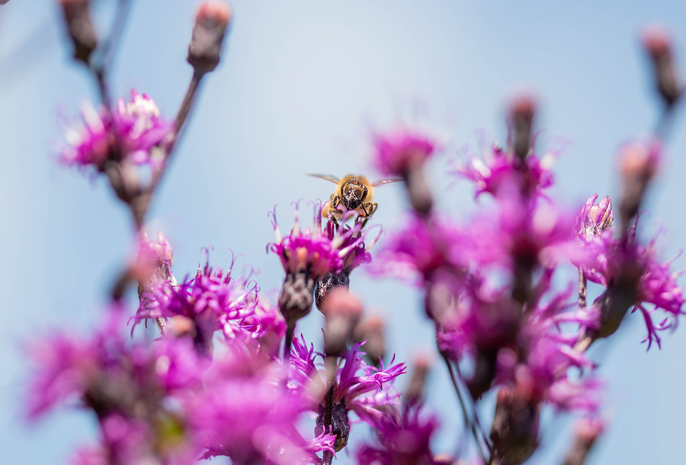 Honeybee on top of purple flowers