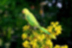 Rose ringed Parakeet Female