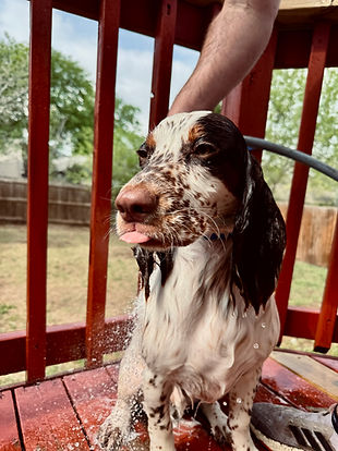 Creators dog - English Cocker Spaniel