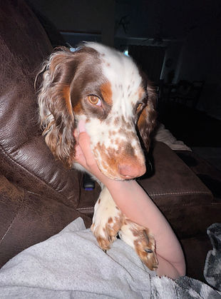 Creators dog- English cocker spaniel