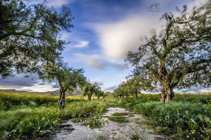 Editorial: Landscapes, By: Antonella Cunsolo