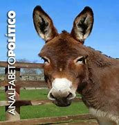 Na política atitudes sibilinas permeiam as parcas alternativas 