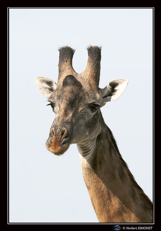 Girafe_tête_face_GP_-_Cadre_Paysage_-_P