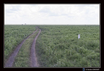Piste bordant le Serengeti - Cadre Paysa