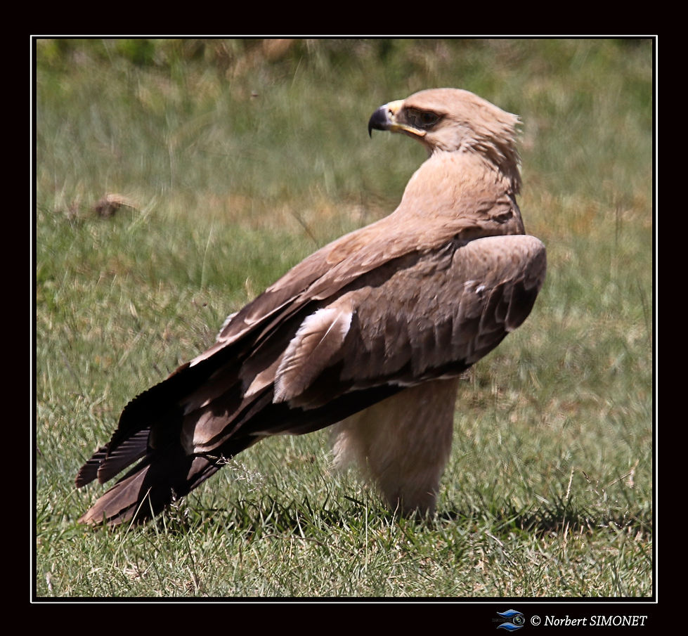 Aigle_ravisseur_au_sol_-_Cadre_Carré_-_
