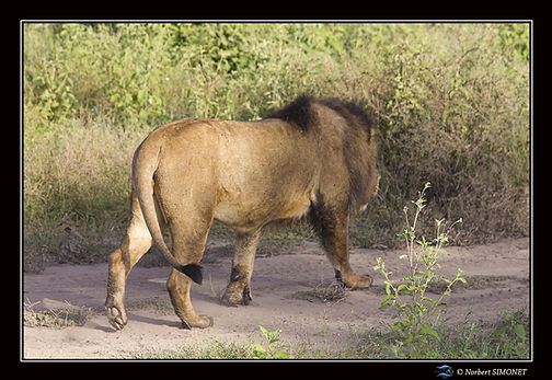 Lion entier profil marche bis - Cadre Pa