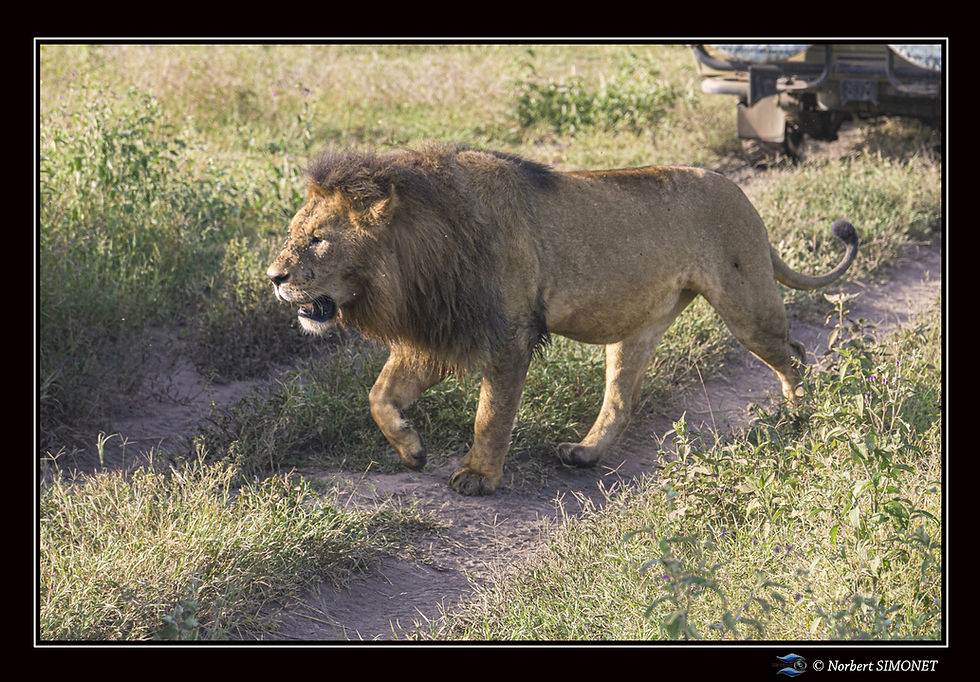 Lion marche devant un 4x4 - cadre Paysag