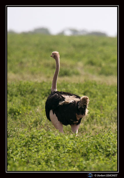 Autruche de dos - Cadre Portrait - Ndutu
