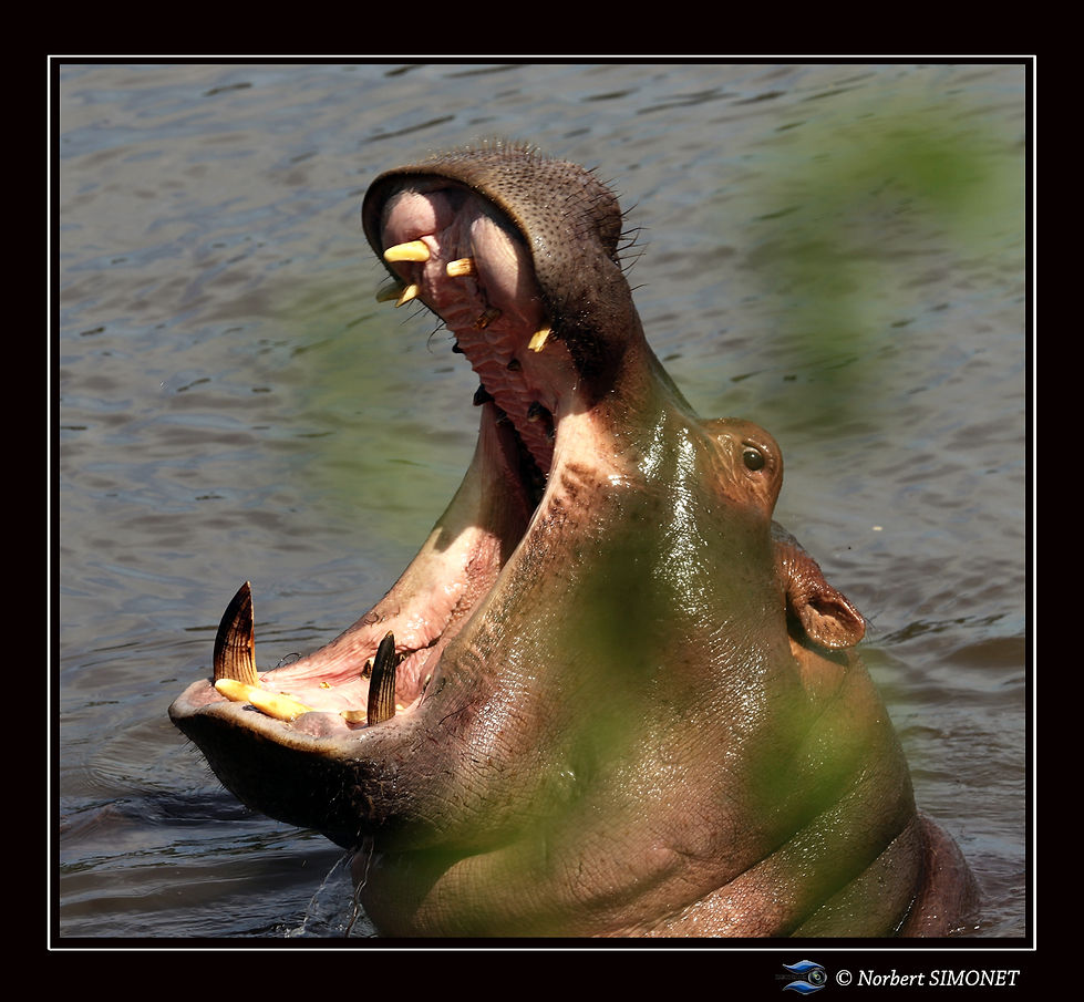 Hippopotame baille - Cadre Carré - Seren