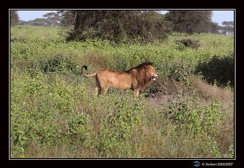 Lion profil droit entier - Cadre Paysage