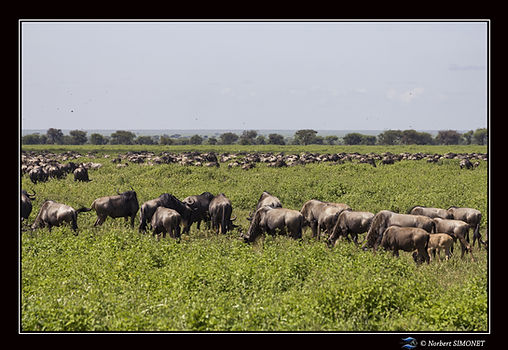 Gnous dans la plaine 3 - Cadre Paysage -
