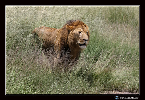 Lion debout sort des herbes - Cadre Pays