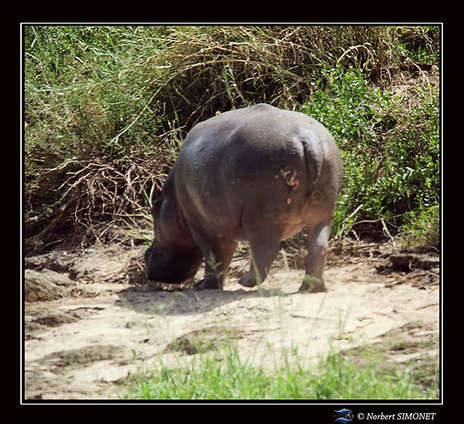 Hippopotame marche de dos - Cadre Carré