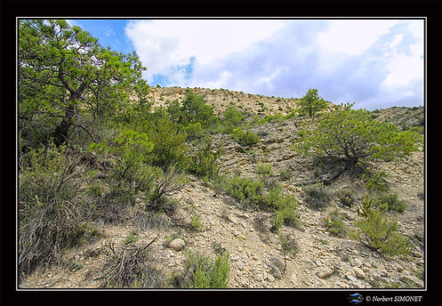 Paysage piste vers la Pobla de Ségùr réduit - Cadre Paysage - RB 5 16072023.jpg