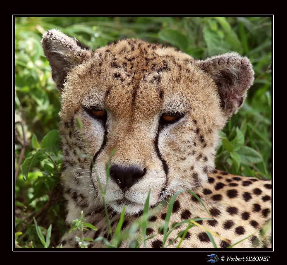 Guépard_face_tête_GP_-_Cadre_Carré_-_
