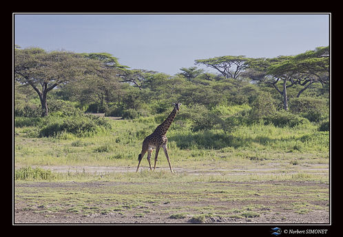 Girafe sort des bois - Cadre Paysage - P