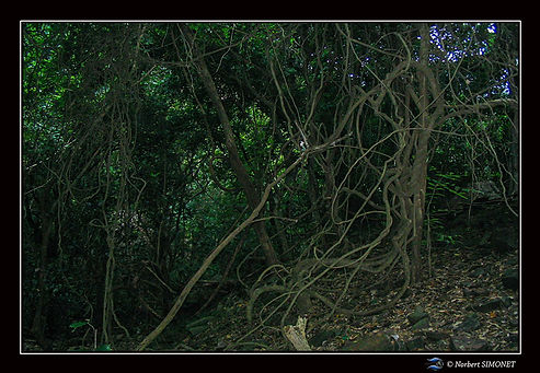 Jungle sur le sentier de la cascade réduit - Cadre Paysage - Sénégal copie.jpg