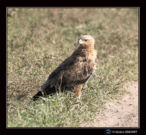 Aigle_ravisseur_au_sol_-_Cadre_Carré_-_
