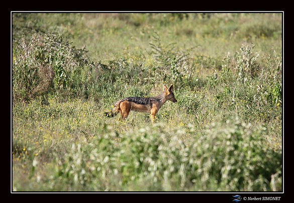 Chacal seul dans les herbes - Cadre pays