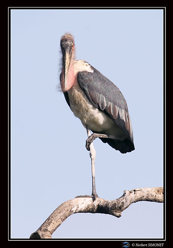 Marabout_perché_sur_une_patte_-_Cadre_P