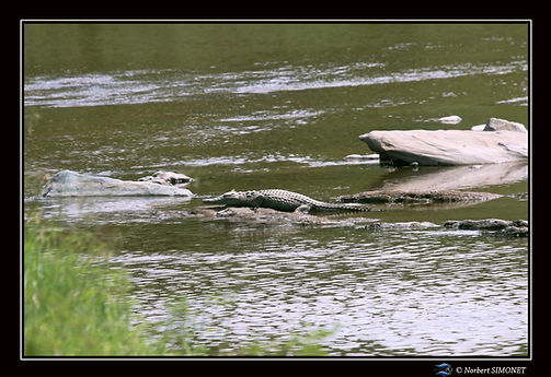 Crocodile mare aux hippopotames - Cadre
