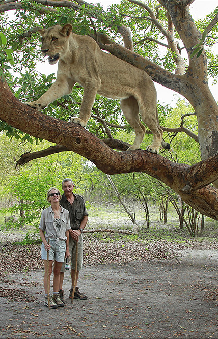 Nous observons Kalela sur un arbre - Cadre Portrait - Réserve de Fathalla 20 juillet 2014