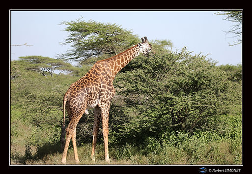 Girafe broute un accacia - Cadre Paysage