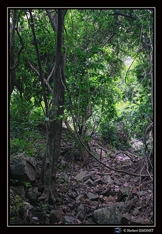 Sentier vers la cascade bis réduit - Cadre Portrait - Sénégal copie.jpg