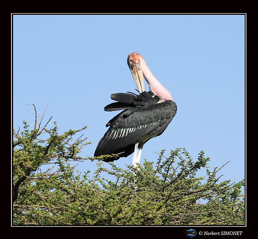 Marabout_profil_se_gratte_le_dos_-_Cadre