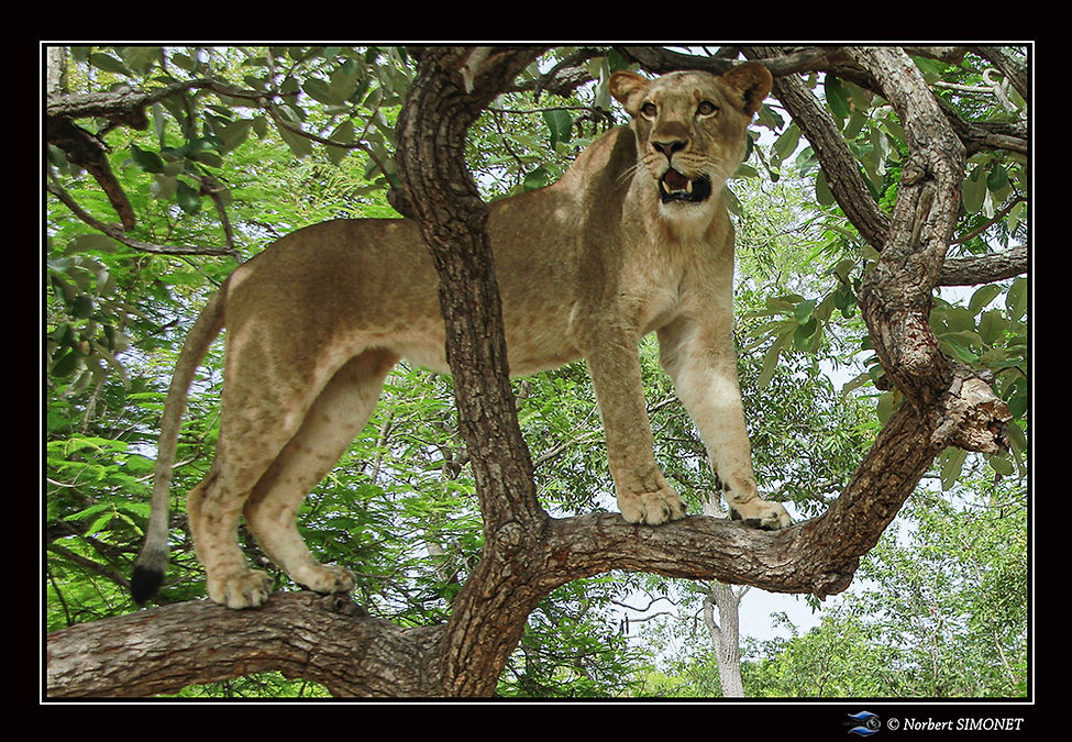 Kalela sur une branche face GP - Cadre Paysage - Réserve de Fathalla 20 juillet 2014 copie