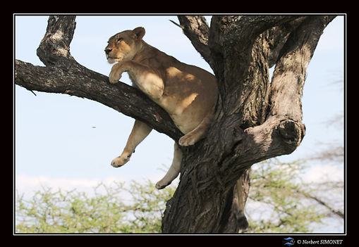 Lionne se redresse dans un arbre face -