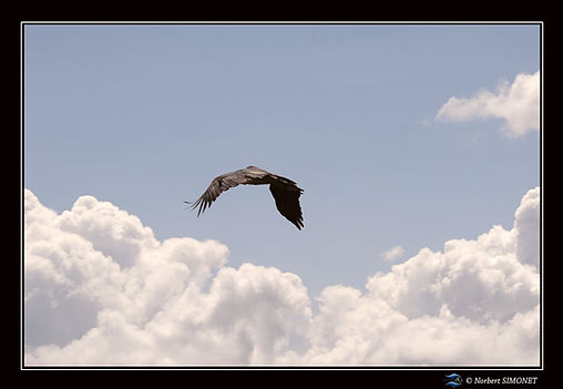 Vautour en vol - Cadre Paysage - Plaines