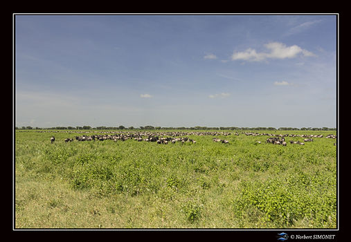 Gnous dans la plaine 2 - Cadre Paysage -