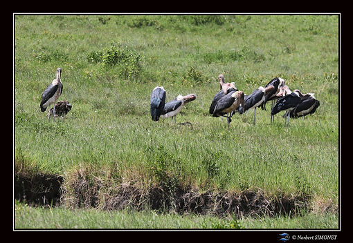 Marabouts en groupe - Cadre Paysage - Pl