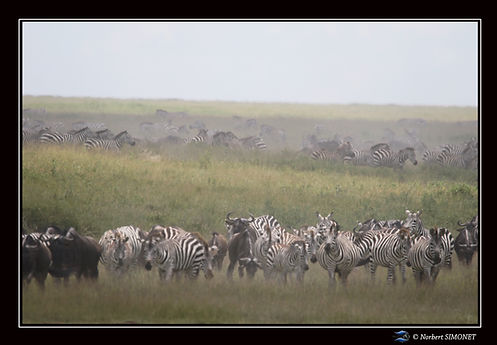 Gande migration 19 - Cadre Paysage - Pla