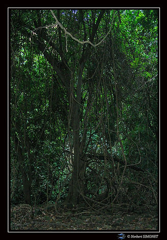 Végétation lianes sentier de la cascade réduit - Cadre Portrait - Sénégal copie.jpg