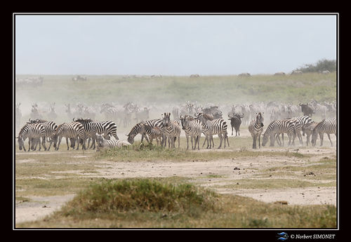 Grande_migration_zèbres_-_Cadre_Paysage
