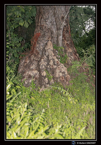 Arbre et fougères sentier de la cascade réduit - Cadre Portrait - Sénégal copie.jpg